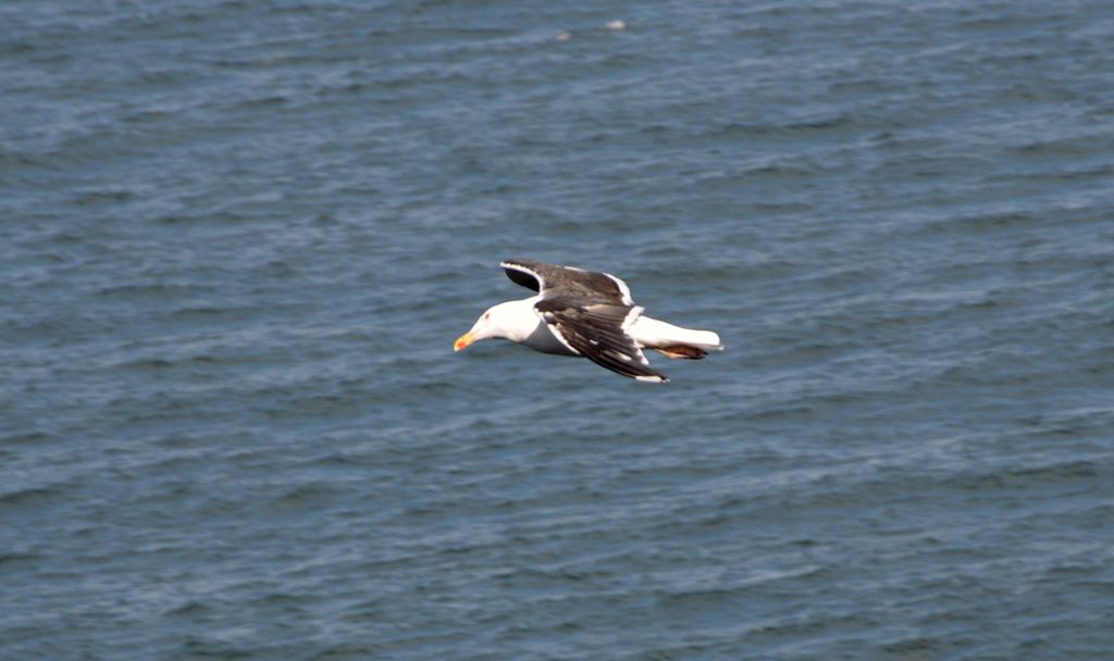 Gabbiani dall''Irlanda